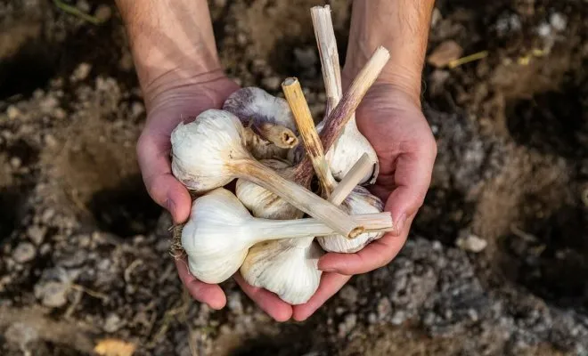 Место посадки озимого чеснока