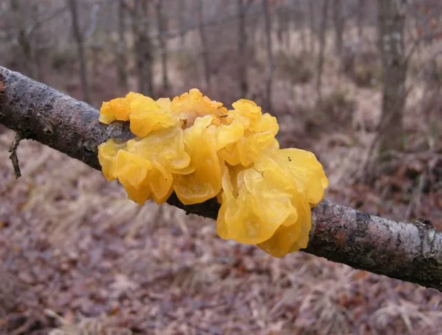 Дрожалка оранжевая, или тремелла плёнчатая (Tremella mesenterica)