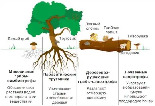 Макроскопические грибы: пищевые свойства и роль в природе - Биология. 6 класс. Костиков