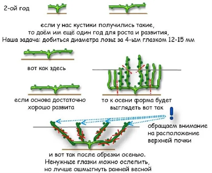 Ускорьте созревание винограда