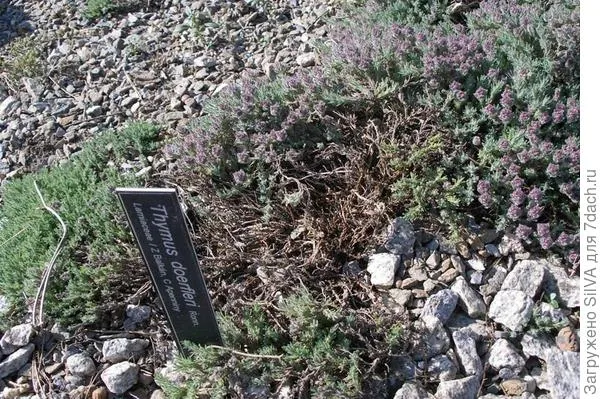 Thymus doerfleri