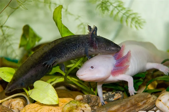 Мексиканская амбистома (Ambystoma mexicanum). Так должен выглядеть аксолотль, если повзрослеет.