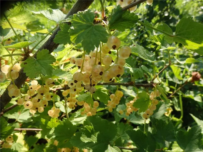 Нужны ли подкормки кустам белой смородины