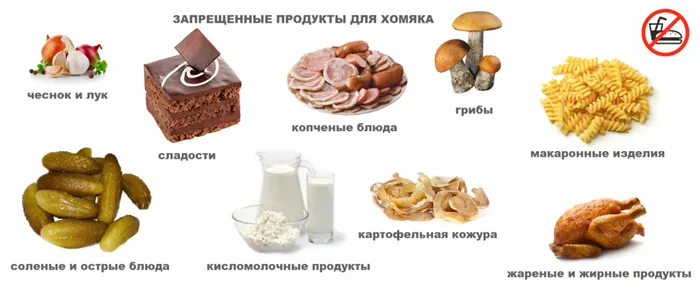 Запрещенные продукты для хомяков