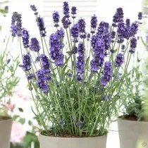 Лаванда узколистная (Lavandula angustifolia)