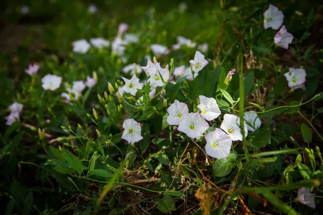 Вьюнок полевой, или березка (Convolvulus arvensis) 