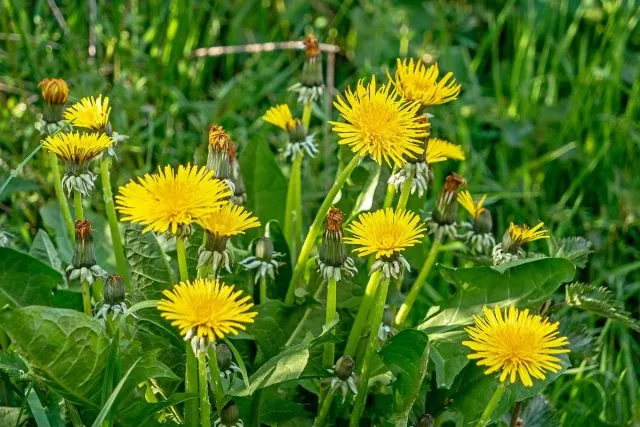 Одуванчик лекарственный (Taraxacum officinale)