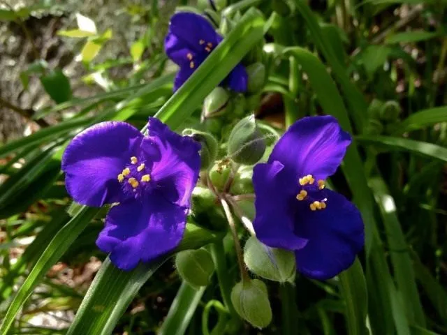 Традесканция виргинская (лат. Tradescantia virginiana)