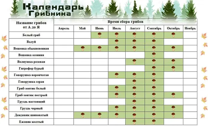 Сколько времени растут грибы белые после дождя